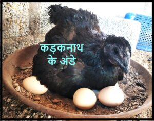 Kadaknath Egg Price and Nutritional Value