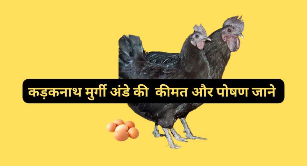 Kadaknath Egg Price and Nutritional Value